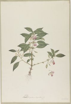 no HD illustration available (4)