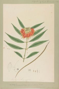 no HD illustration available (4)