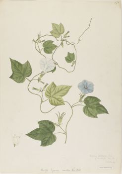 no HD illustration available (4)