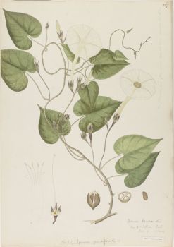 no HD illustration available (4)