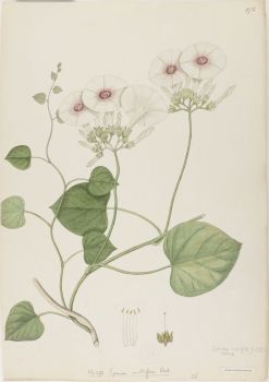 no HD illustration available (4)