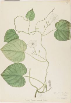 no HD illustration available (4)