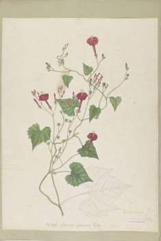 no HD illustration available (4)