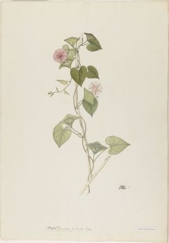 no HD illustration available (4)