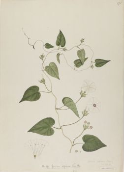 no HD illustration available (4)