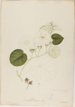 no HD illustration available (4)