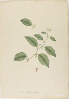 no HD illustration available (4)