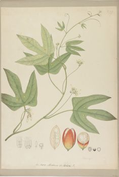 no HD illustration available (4)