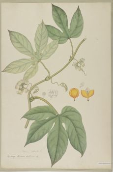 no HD illustration available (4)