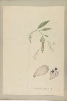 no HD illustration available (4)