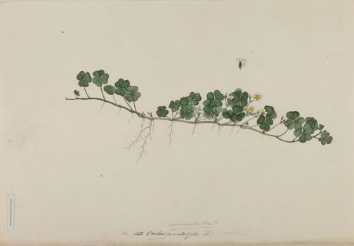 no HD illustration available (4)