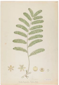 no HD illustration available (4)