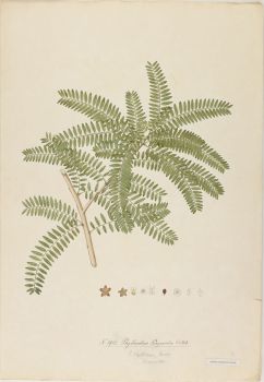 no HD illustration available (4)