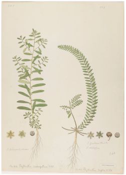 no HD illustration available (4)