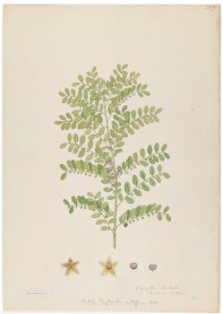 no HD illustration available (4)