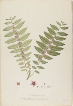 no HD illustration available (4)