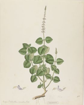 no HD illustration available (4)