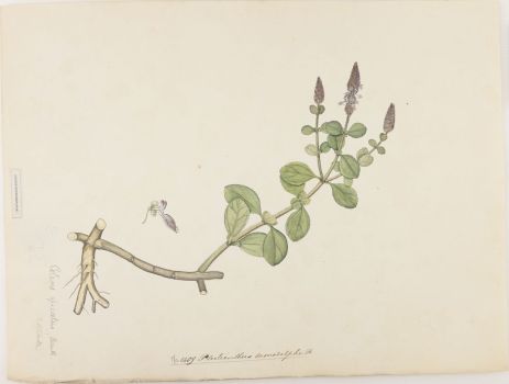 no HD illustration available (4)