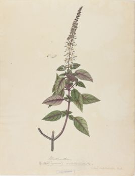 no HD illustration available (4)