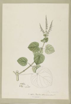 no HD illustration available (4)