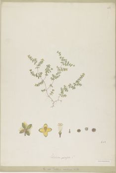 no HD illustration available (4)