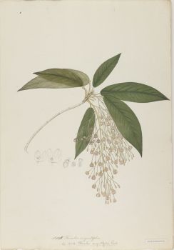 no HD illustration available (4)