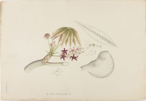 no HD illustration available (4)