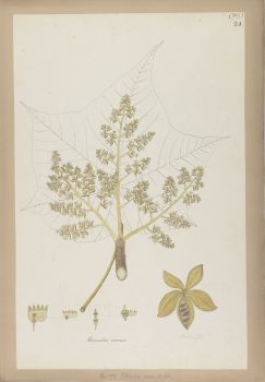 no HD illustration available (4)