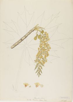 no HD illustration available (4)