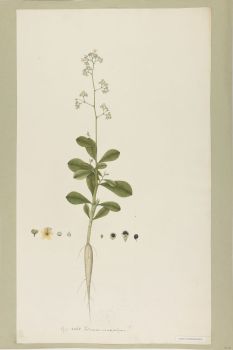 no HD illustration available (4)