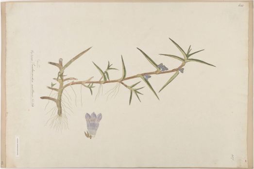 no HD illustration available (4)