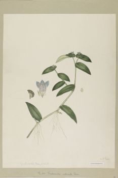 no HD illustration available (4)