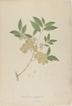 no HD illustration available (4)