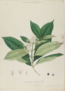 no HD illustration available (4)