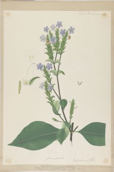 no HD illustration available (4)