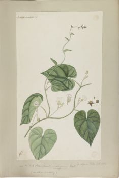 no HD illustration available (4)