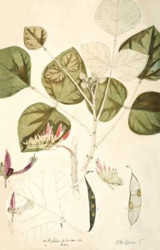 no HD illustration available (4)