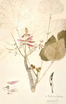 no HD illustration available (4)