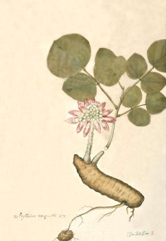 no HD illustration available (4)