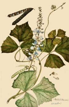 no HD illustration available (4)