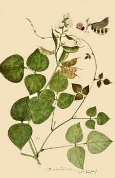 no HD illustration available (4)