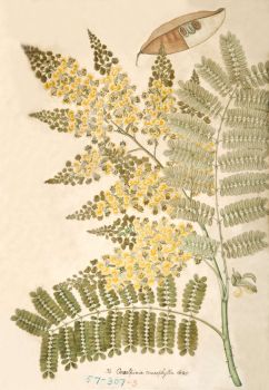 no HD illustration available (4)