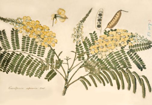 no HD illustration available (4)