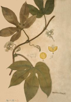 no HD illustration available (4)