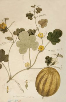 no HD illustration available (4)