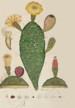 no HD illustration available (4)