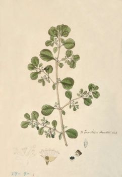 no HD illustration available (4)