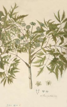 no HD illustration available (4)