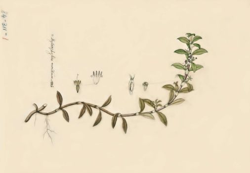 no HD illustration available (4)