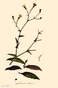 no HD illustration available (4)